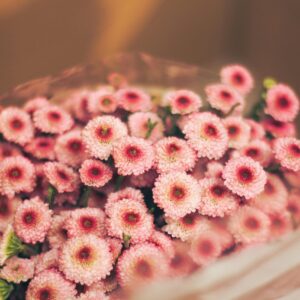 A stunning arrangement of pink chrysanthemums, capturing the beauty and elegance of nature.